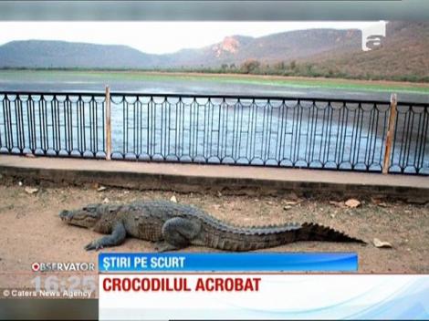 Crocodilul acrobat
