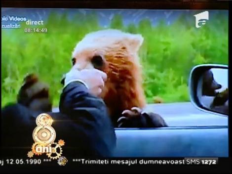 Smiley News: Un urs cerşeşte mâncare pe autostrada