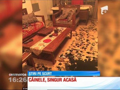 Casă distrusă de un câine obraznic