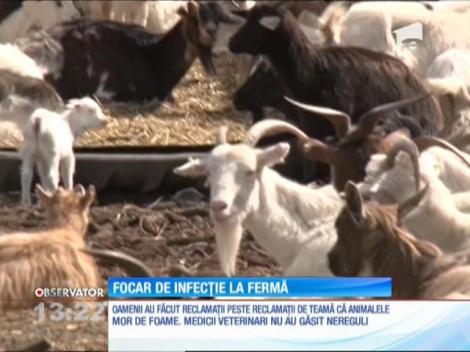 Focar de infecție la o fermă din localitatea hunedoreană Silvaşu de Jos