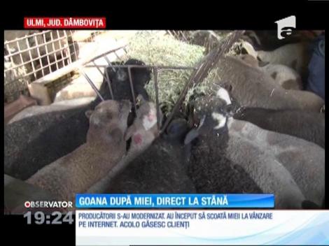 Românii preferă mieii direct de la stână