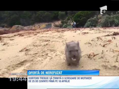 Se caută bonă pentru un marsupial orfan