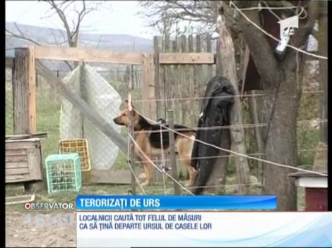 Săteni terorizați de urs