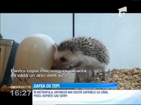 În cafeneaua cu arici nu se intră fără rezervare