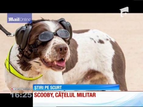 Scooby, cățelul militar