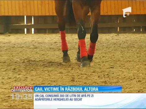 Un litigiu dintre Nicu Ceauşescu şi Ministerul Apărării pune în pericol viaţa a peste 60 de cai extrem de valoroşi