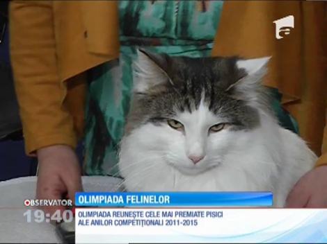Zeci de campioane patrupede s-au întrecut la Olimpiada Internaţională de Feline din Capitală