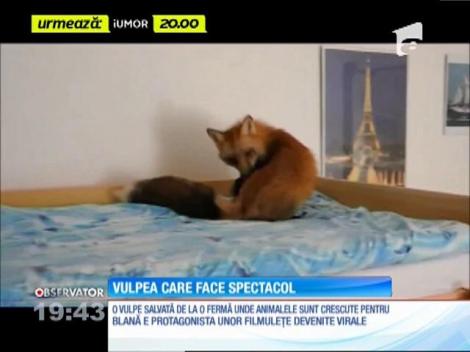VIDEO VIRAL! Faceţi cunoştinţă cu cea mai jucăuşă VULPIŢĂ