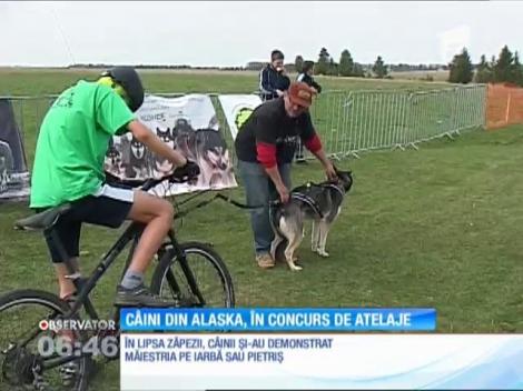 Mai mulţi câini din rasa malamut de Alaska s-au întrecut într-un concurs de atelaje, la Băile Horomod din Harghita