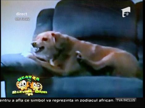 Smiley News: Un c&acirc;ine plictisit m&acirc;r&acirc;ie la propriul picior!