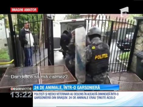 Evacuare cu scandal. Proprietara ţinea în casă 24 de câini şi pisici