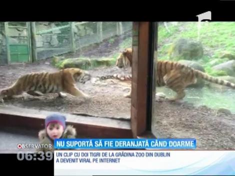 Imagini spectaculoase: Luptă între doi tigri la o grădină zoologică