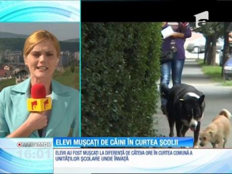 Caz șocant la o școală din Motru! Doi elevi au fost mușcați de câini, la câteva ore distanţă, în curtea instituției