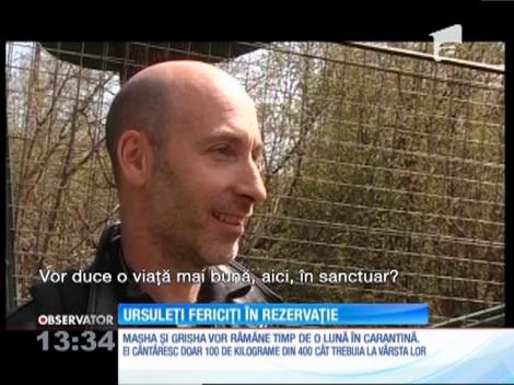 Ursuleţii Masha şi Grisha se bucură de libertate, în rezervaţia de la Zărneşti