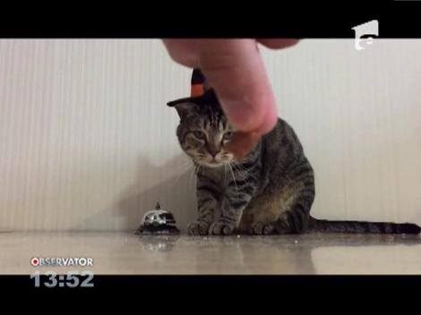 Pisică hrănită cu ajutorul unui clopoțel