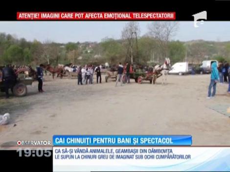 Imagini șocante! Cai chinuiți pentru bani și spectacol