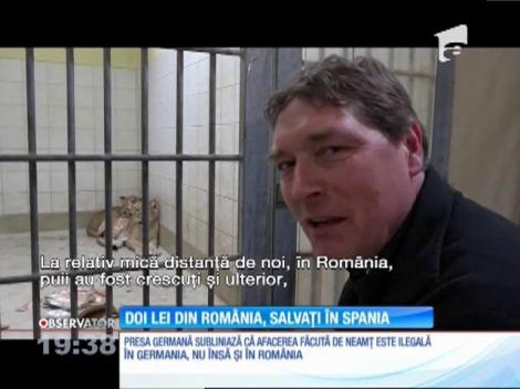 Doi lei din România, salvați în Spania