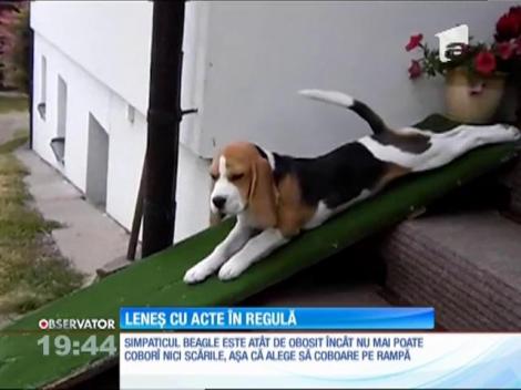 Un câine, leneș cu acte în regulă