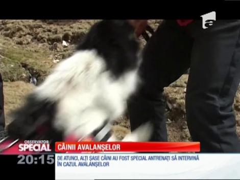 SPECIAL! Helios şi Vreni, singurii câini salvatori de avalanşă din România