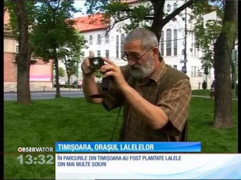 Timişoara a devenit oraşul lalelelor