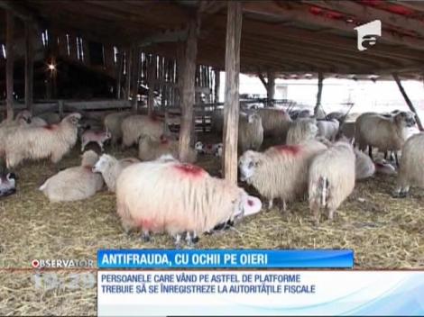 FISC-ul a pus ochii şi pe oieri. Le monitorizează vânzările online de miei