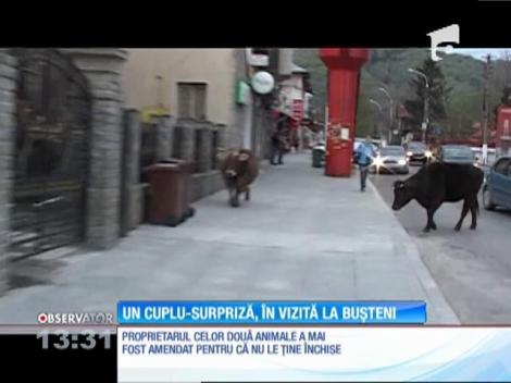 O vacă şi un taur s-au plimbat agale prin staţiunea Buşteni