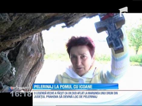 Un nou loc de pelerinaj pentru credincioși. Copacul făcător de minuni din România