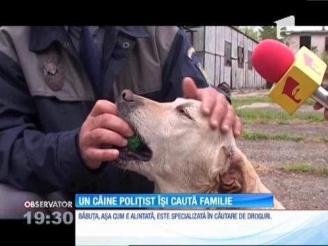 Fabana, un câine poliţist ajuns la vârsta de pensionare, îşi caută stăpân