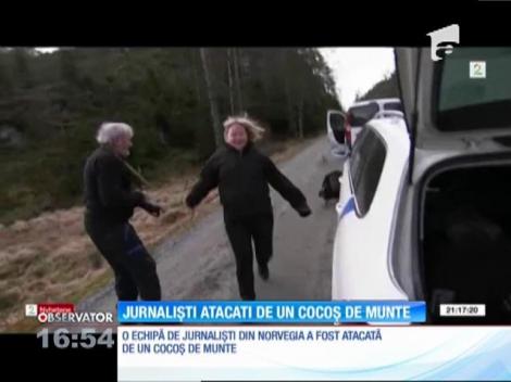 Jurnaliști atacați de un cocoş de munte