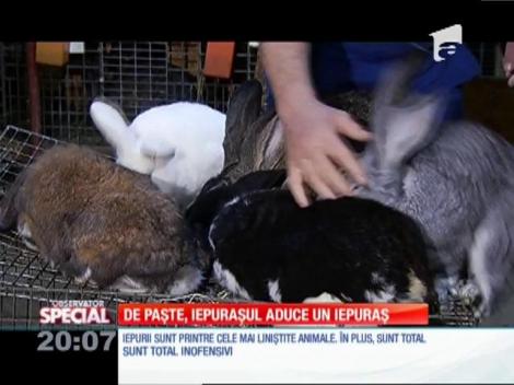 Special! De Paşte, iepuraşul aduce un iepuraş
