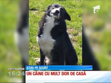 Dus la fermă de stăpân, un câine a parcurs 400 de kilometri până acasă