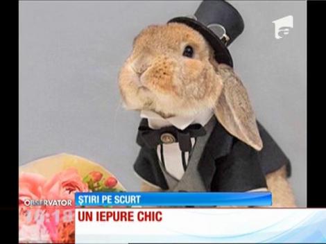 Cel mai chic iepure din lume
