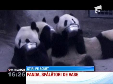 Urși panda, spălători de vase