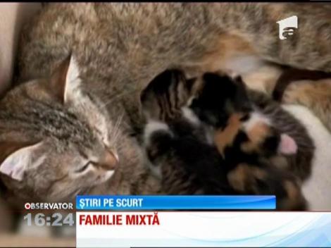 Pui de veveriță crescuți de o pisică