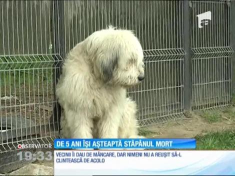 Un câine din Dolj își așteaptă de cinci ani stăpânul