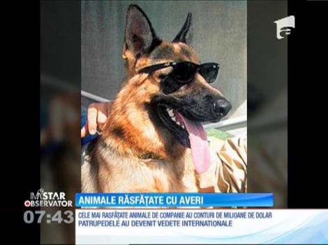 Animale de companie răsfățate cu averi de milioane de dolari!