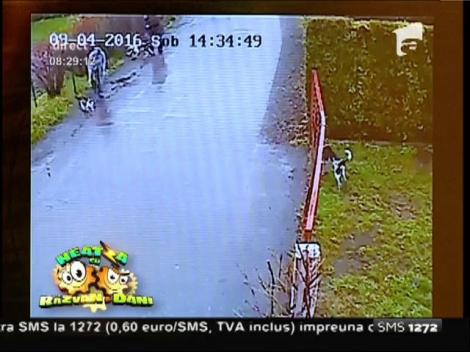 Smiley news: Miaaaaaau! Atacul unei pisici asupra unui câine de luptă!