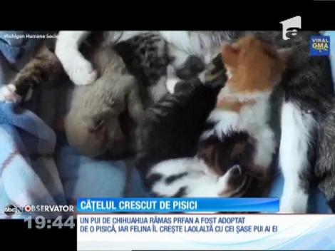 Un pui de chihuahua a fost adoptat de o pisică