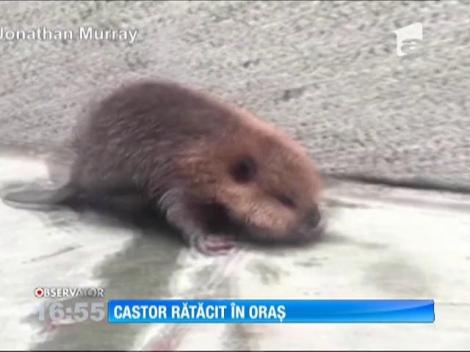 Un pui de castor s-a rătăcit pe străzile din Washington