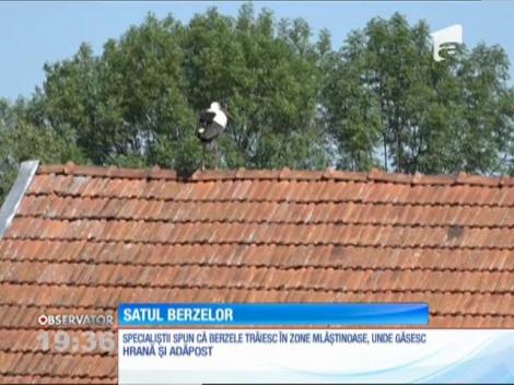 Un săt hunedorean este invadat în fiecare an de zeci de berze