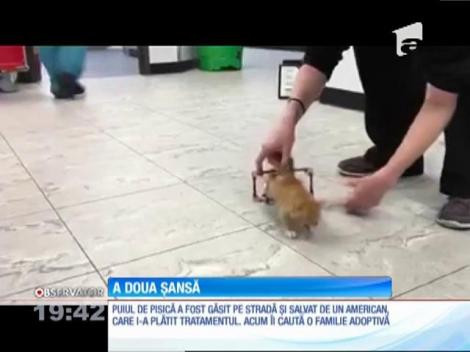 Un pui de pisică se deplasează prin intermediul unui mini cărucior cu rotile