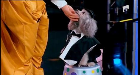 Pregătiți să se dea și peste cap ca să distreze juriul, pe scena iUmor au venit Rima şi Mihai Ursu: ”Îmi vine să plâng”