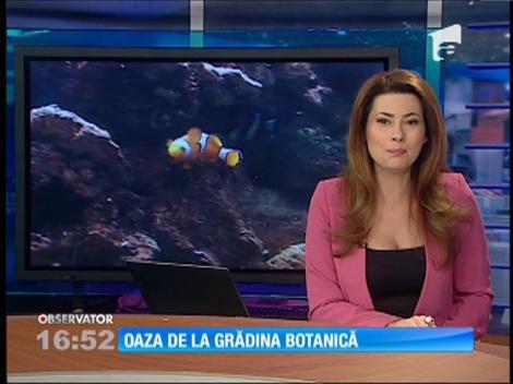 Grădina botanică de la Jibou, un spectacol de culoare şi diversitate