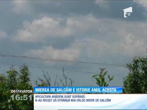 Producţia de miere de salcâm e aproape zero în acest an