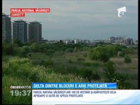 Guvernul a aprobat transformarea Deltei Văcăreşti în arie protejată