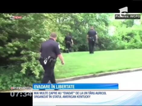 Mai multe capre au "evadat" de la un târg agricol organizat în SUA