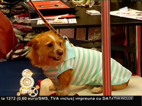 PetExpo 2016 - Cea de-a opta ediţie a târgului dedicat animalelor de companie