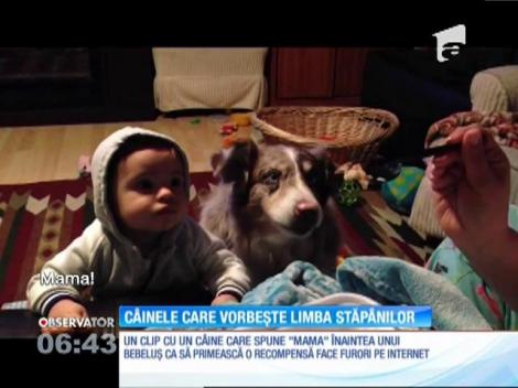 Câinele care vorbeşte pe limba stăpânului