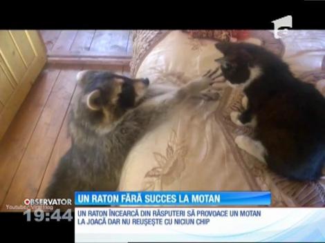Un raton fără succes la motan