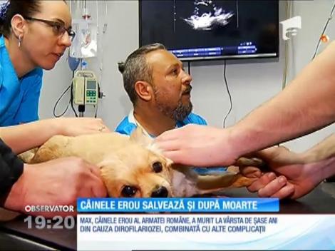 Max, câinele erou al Armatei Române, salvează și după moarte